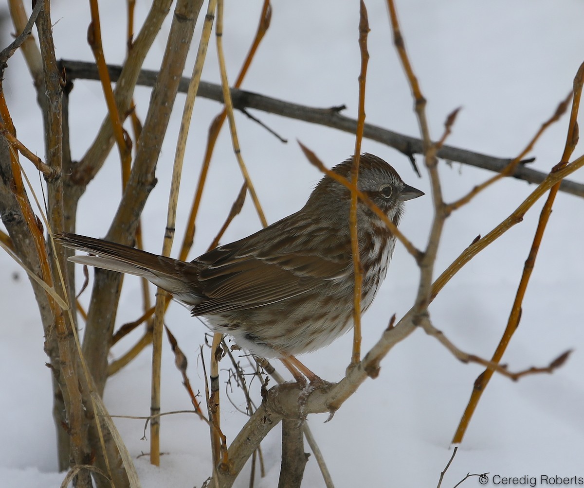 Song Sparrow - Ceredig  Roberts
