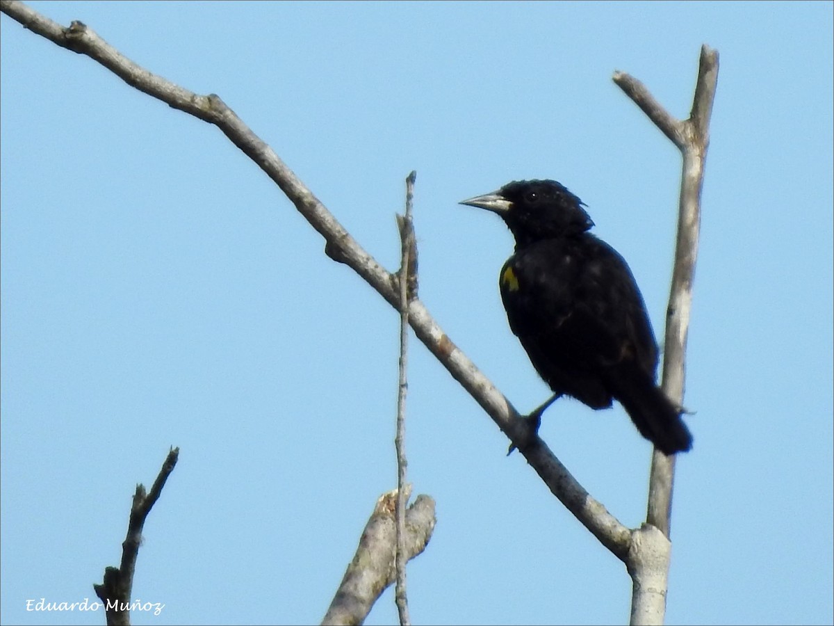 Yellow-winged Blackbird - Hermann Eduardo Muñoz