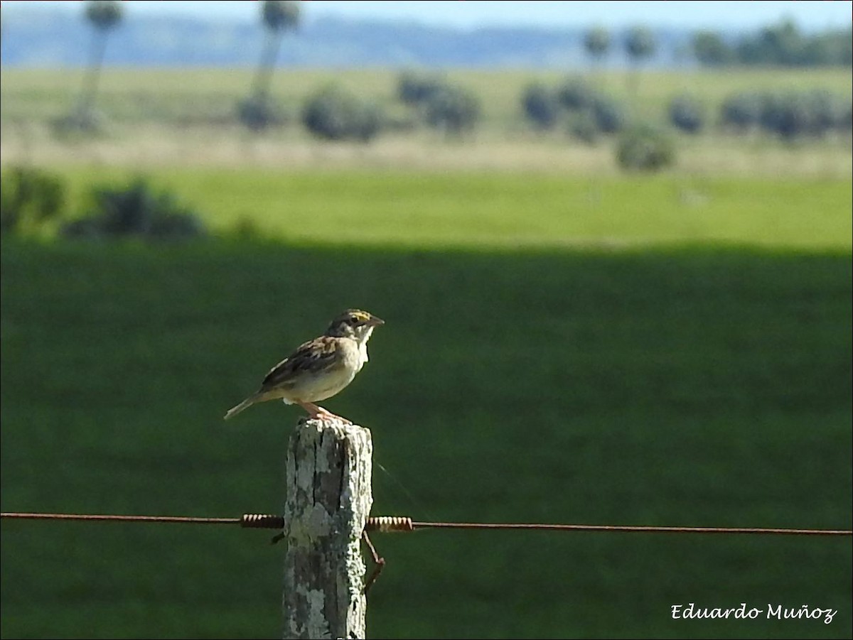 Grassland Sparrow - Hermann Eduardo Muñoz