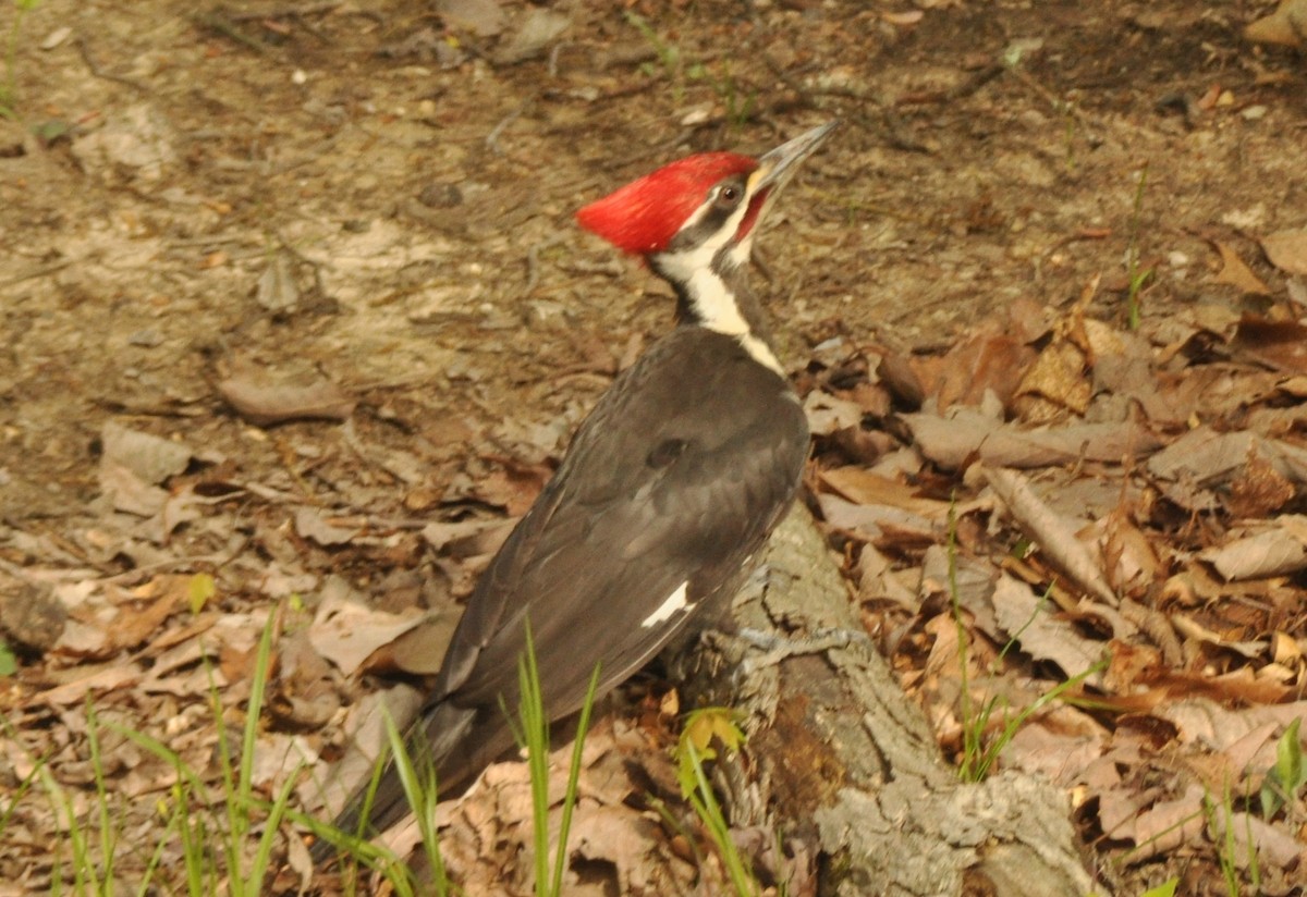 Pileated Woodpecker - ML141956131