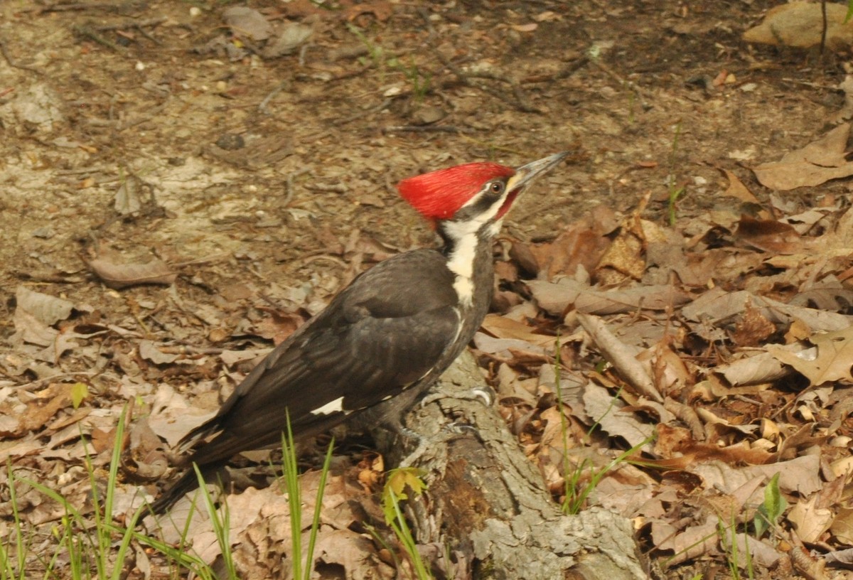 Pileated Woodpecker - ML141956141