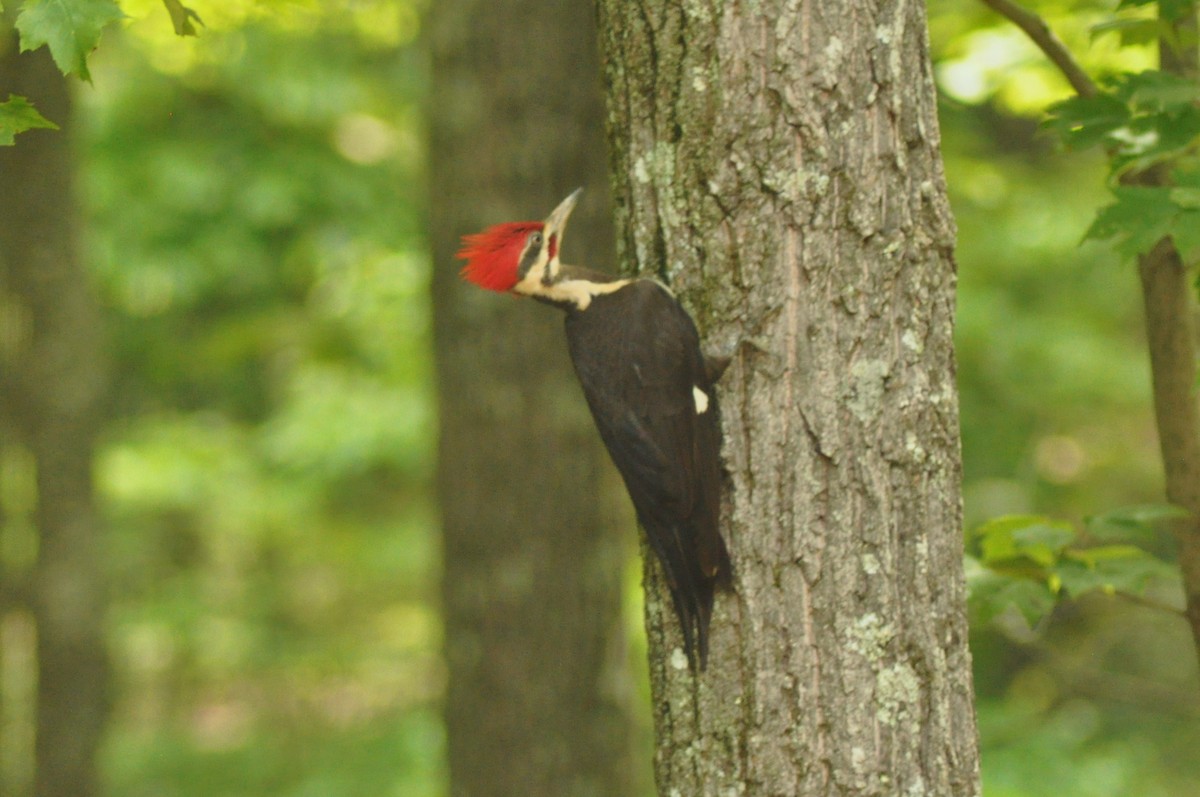Pileated Woodpecker - ML141956461