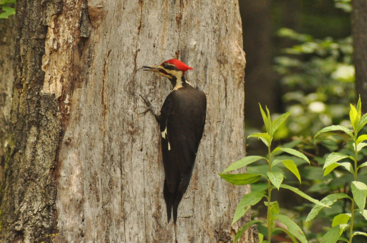 Pileated Woodpecker - ML141956651