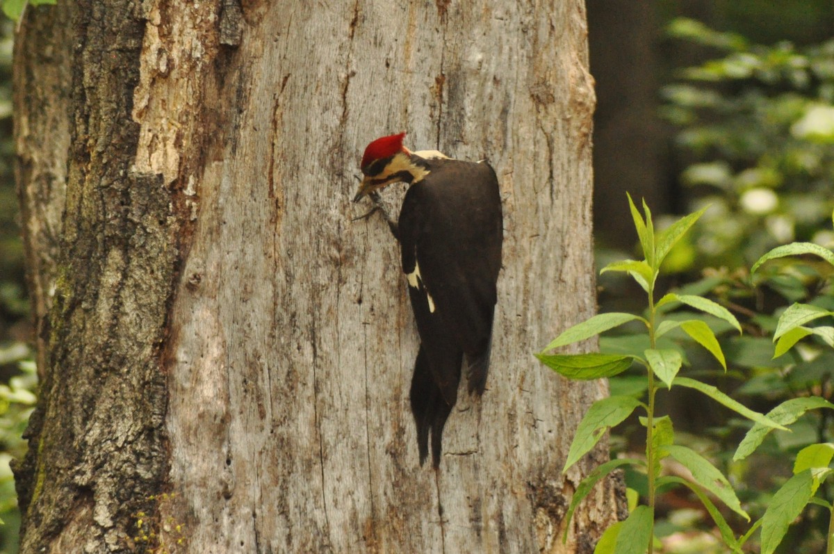 Pileated Woodpecker - ML141956661
