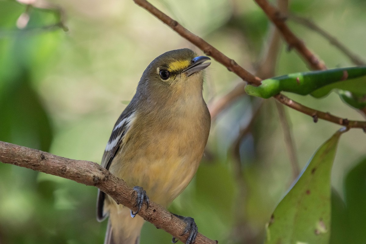 Thick-billed Vireo - Oliver Burrus