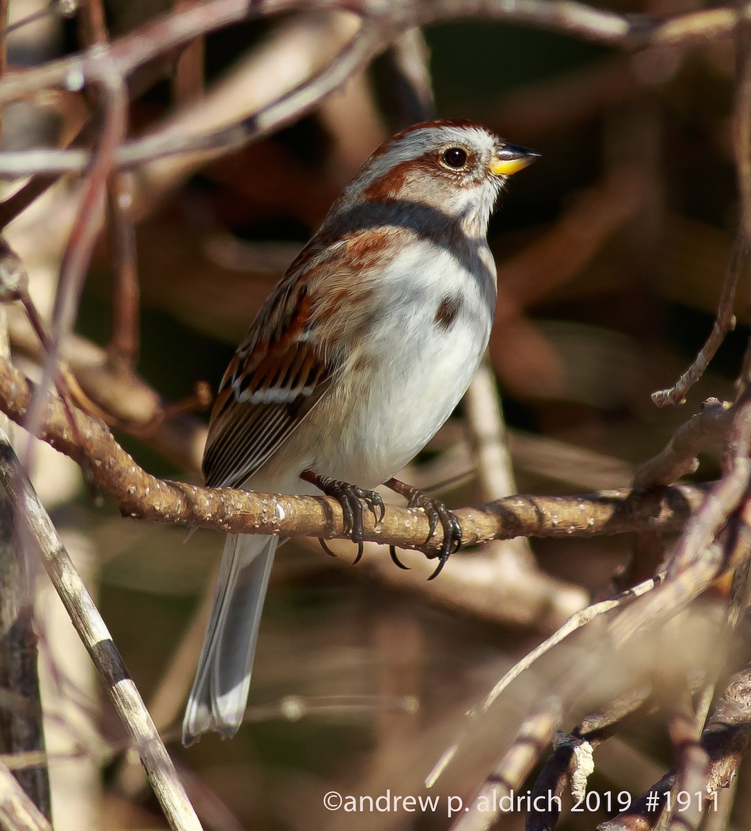 American Tree Sparrow - ML141958471