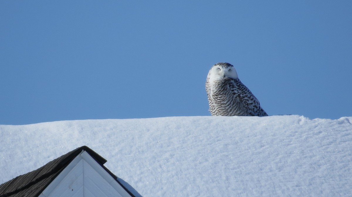 Snowy Owl - Lewis Young