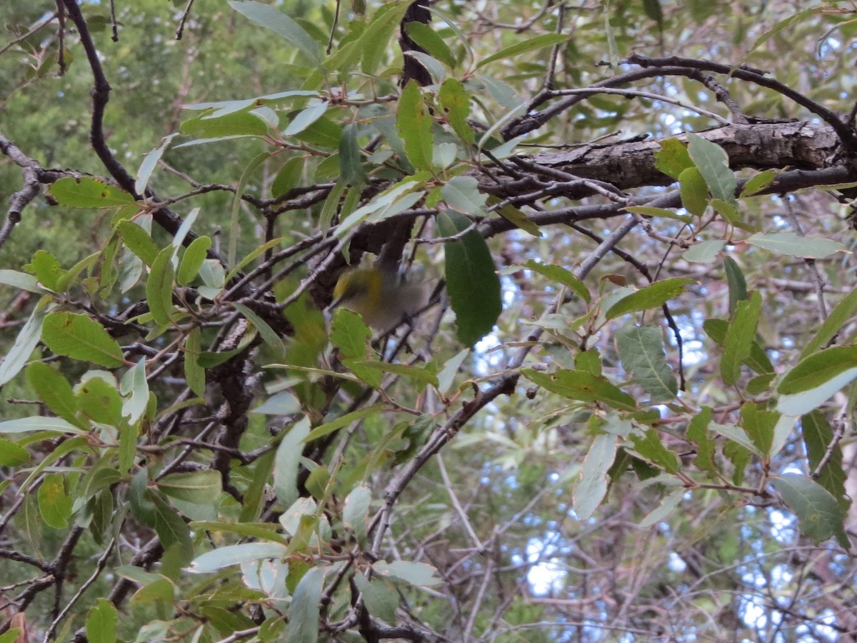 Olive Warbler - deidre asbjorn