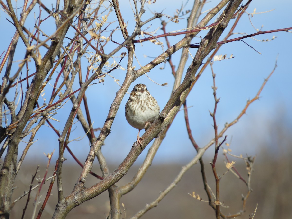 Vesper Sparrow - deidre asbjorn
