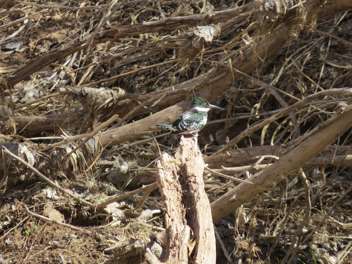 Green Kingfisher - deidre asbjorn