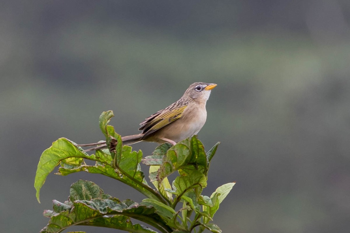 Wedge-tailed Grass-Finch - Anonymous