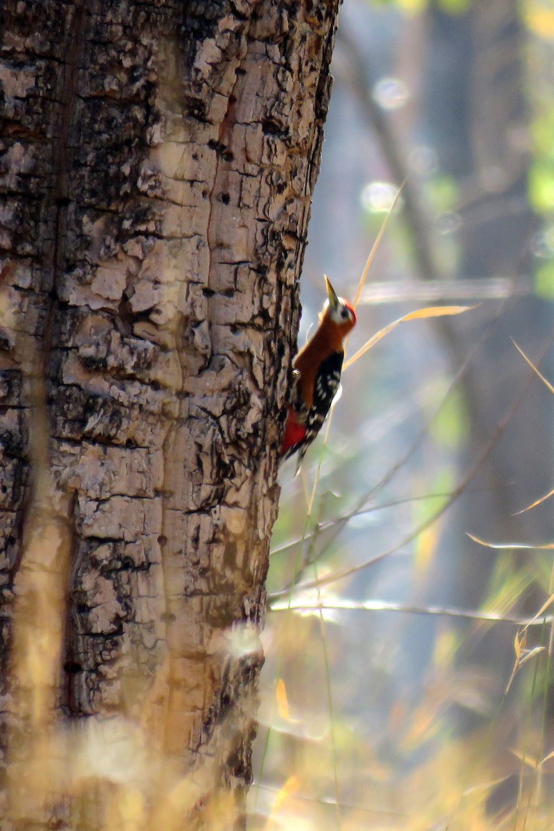 Rufous-bellied Woodpecker - Charlene Glacy
