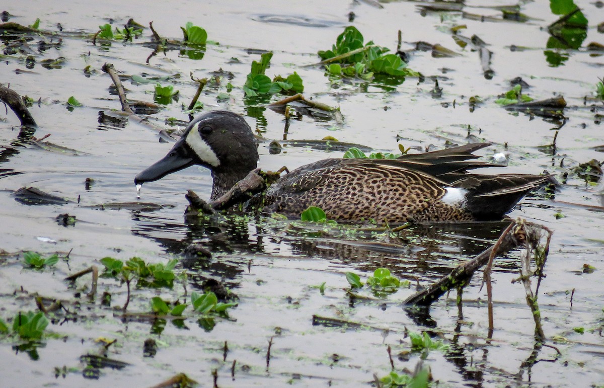 Blue-winged Teal - ML141959791