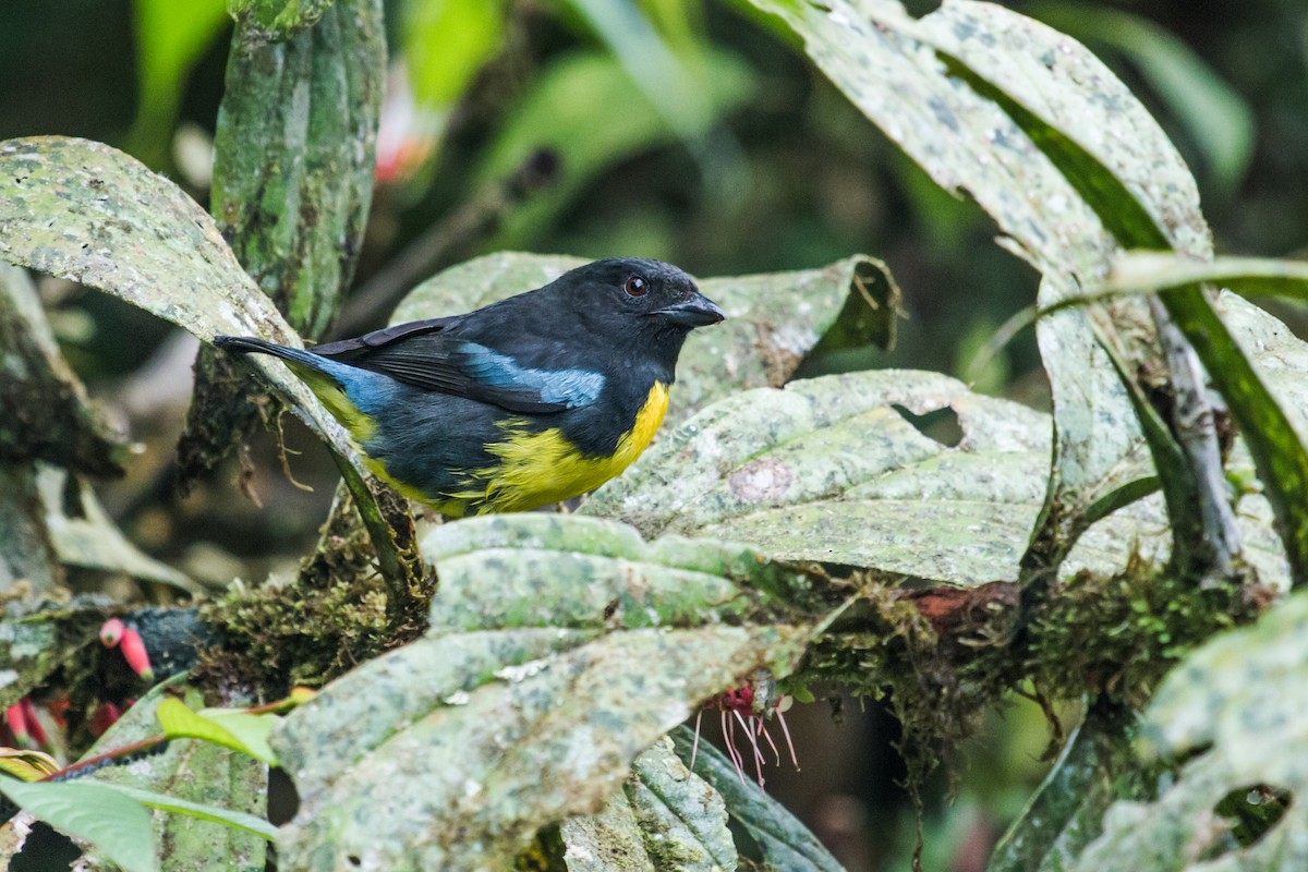 Black-and-gold Tanager - ML141959961