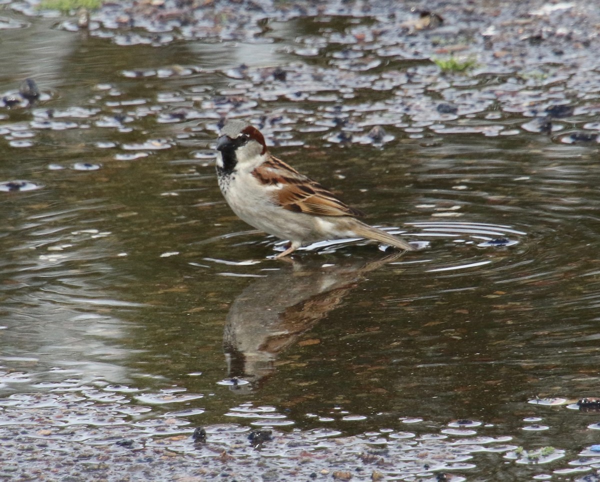 House Sparrow - Millie and Peter Thomas
