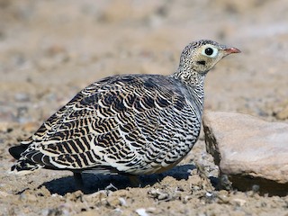  - Painted Sandgrouse