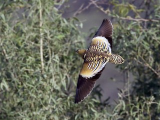 นกเพศผู้เต็มวัย - Rahul  Singh - ML141961381