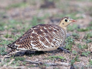  - Painted Sandgrouse