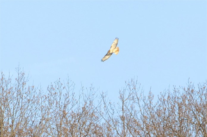 Red-tailed Hawk - ML141961701
