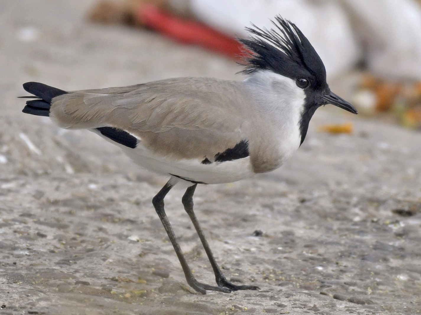 River Lapwing - eBird