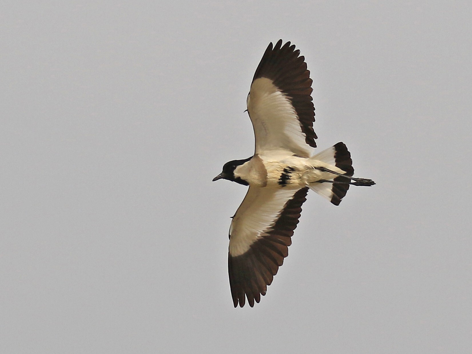 River Lapwing - Denis Tétreault