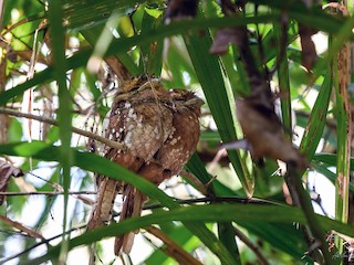  - Sri Lanka Frogmouth