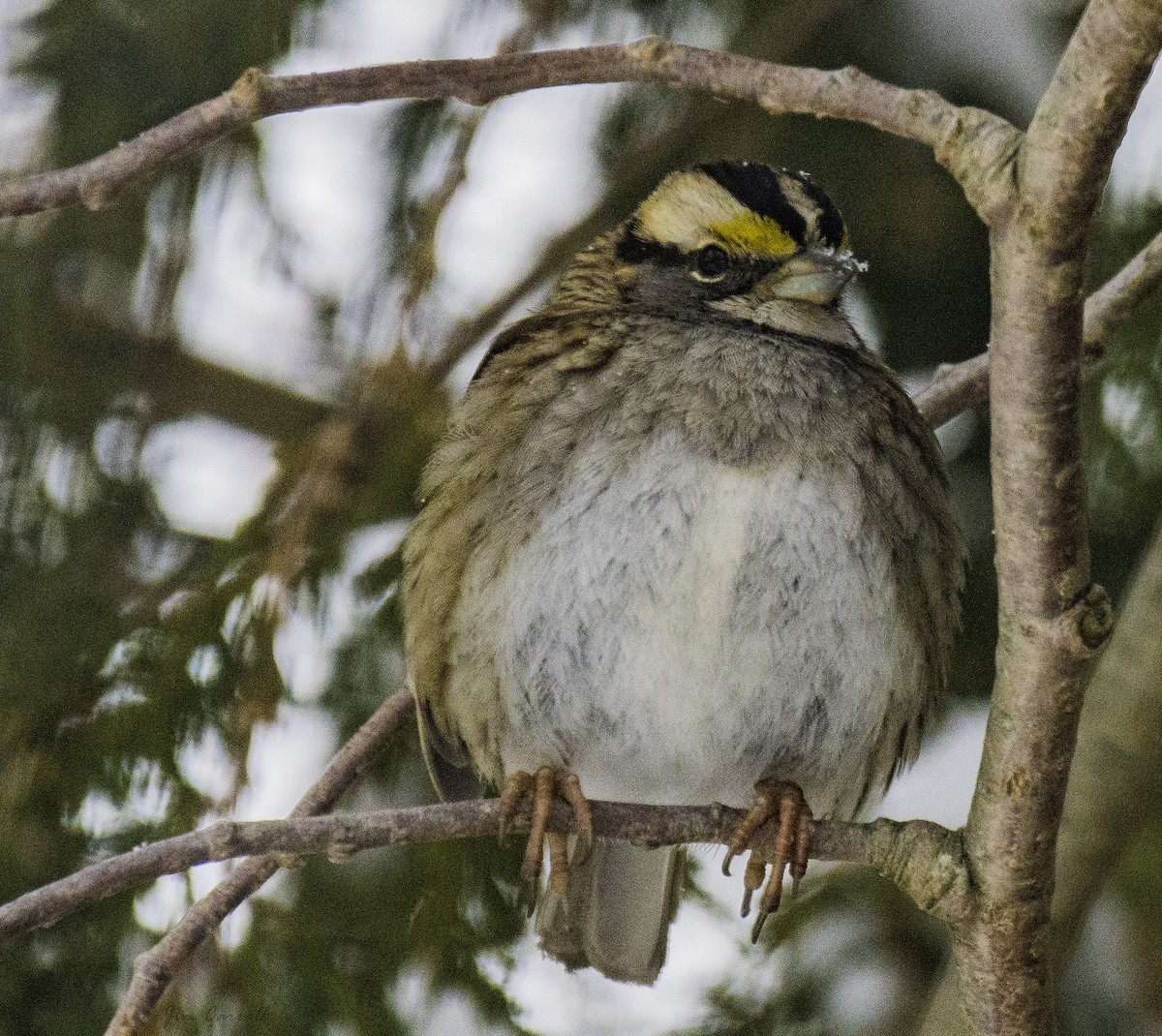 White-throated Sparrow - Jim Carroll