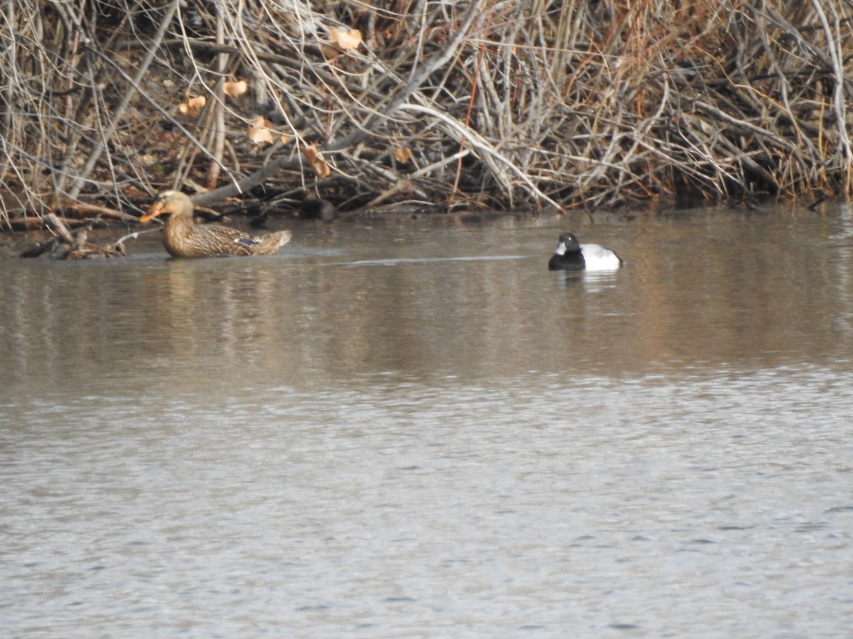 Greater Scaup - ML141963591