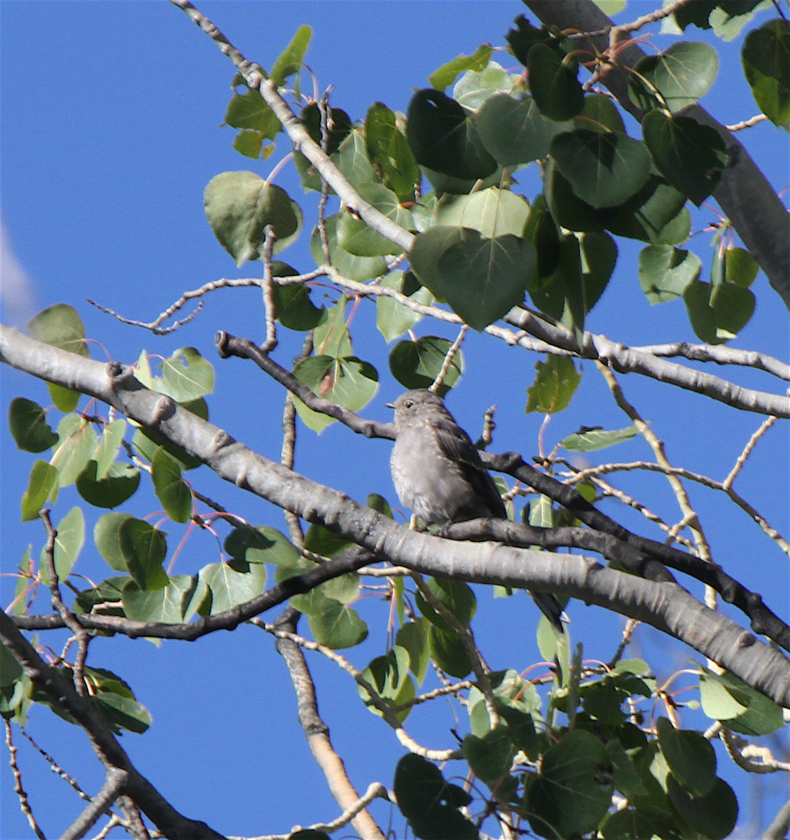 Townsend's Solitaire - ML141963701
