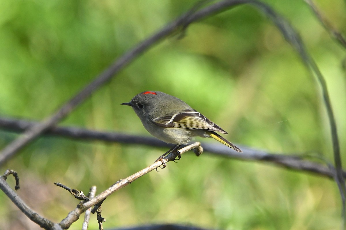 Ruby-crowned Kinglet - Mike Gragg