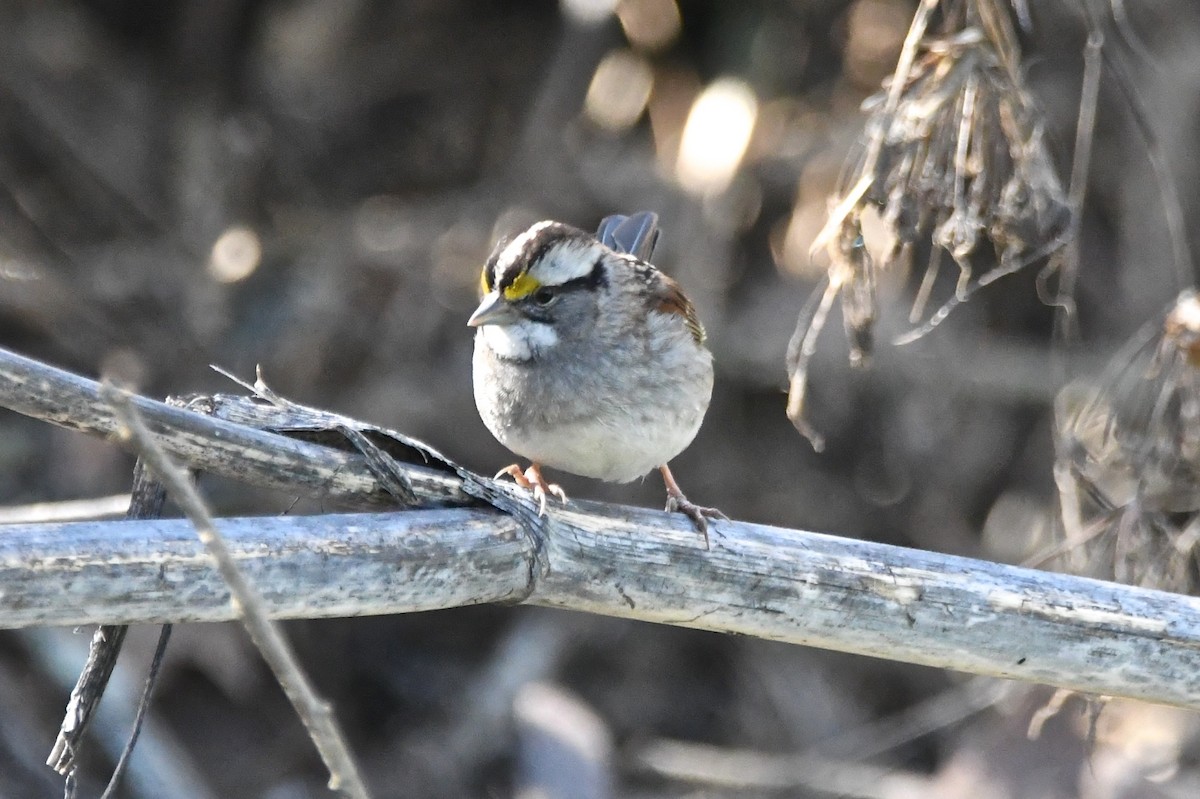 White-throated Sparrow - Mike Gragg