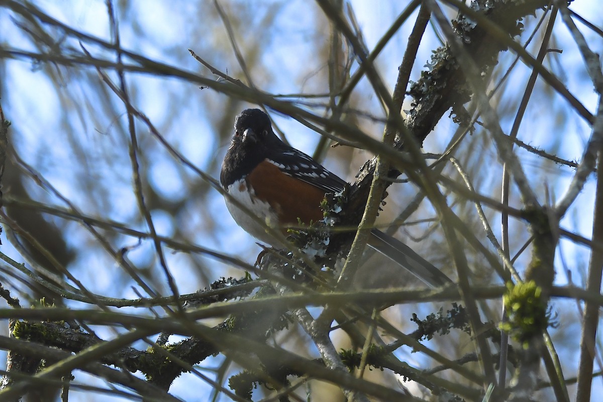 Spotted Towhee - ML141964881