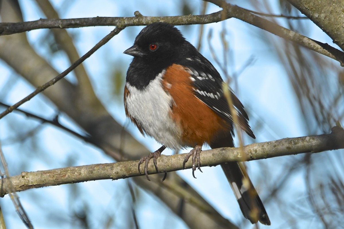 Spotted Towhee - ML141964891