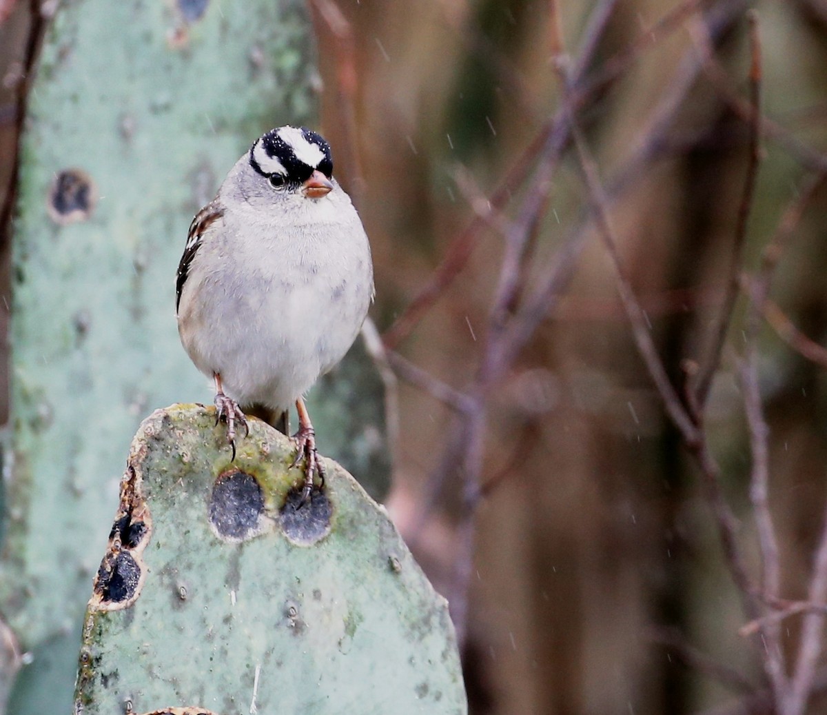 White-crowned Sparrow - Dennis Cooke