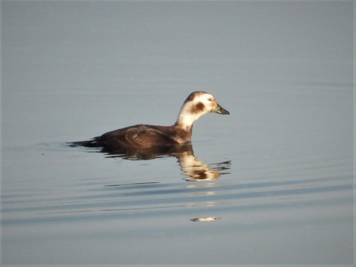 Long-tailed Duck - ML141965921