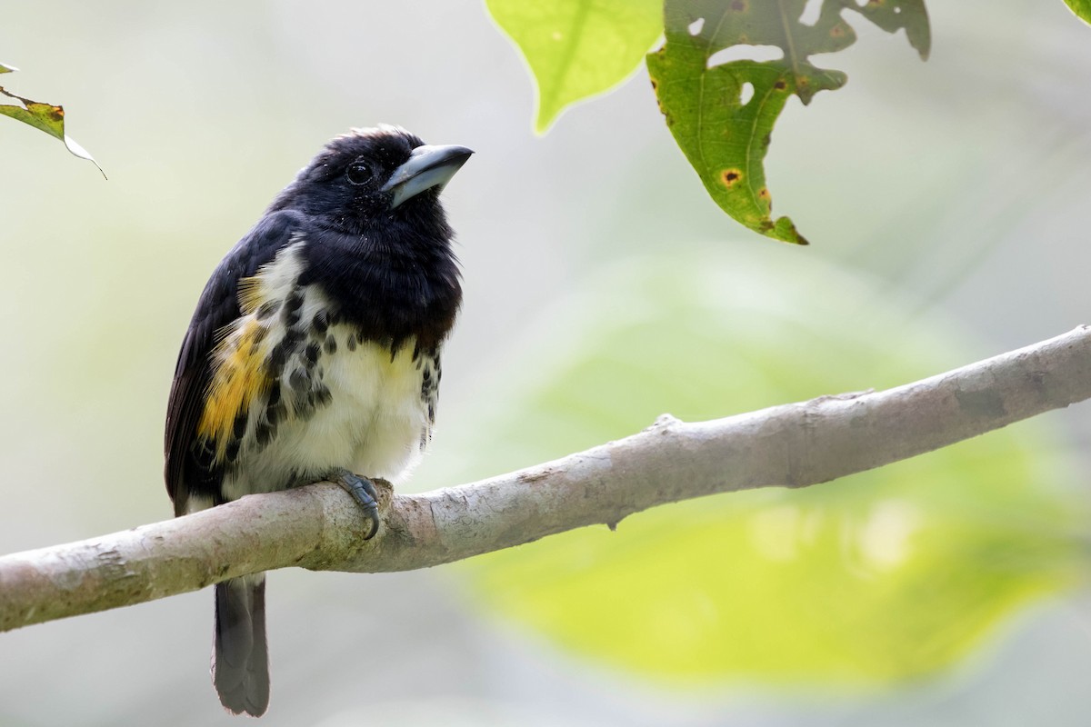 Spot-crowned Barbet - Anonymous