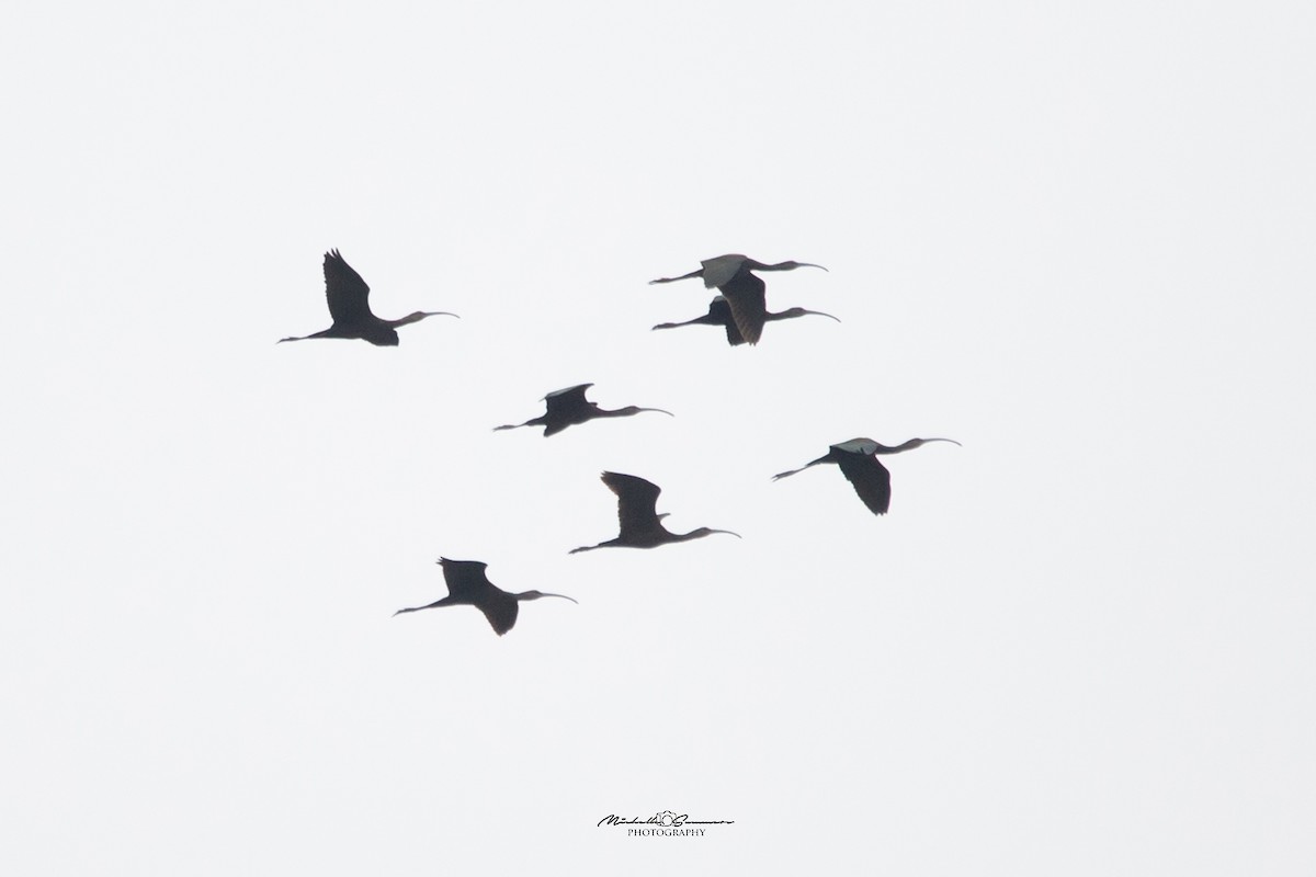 White-faced Ibis - Michelle Summers