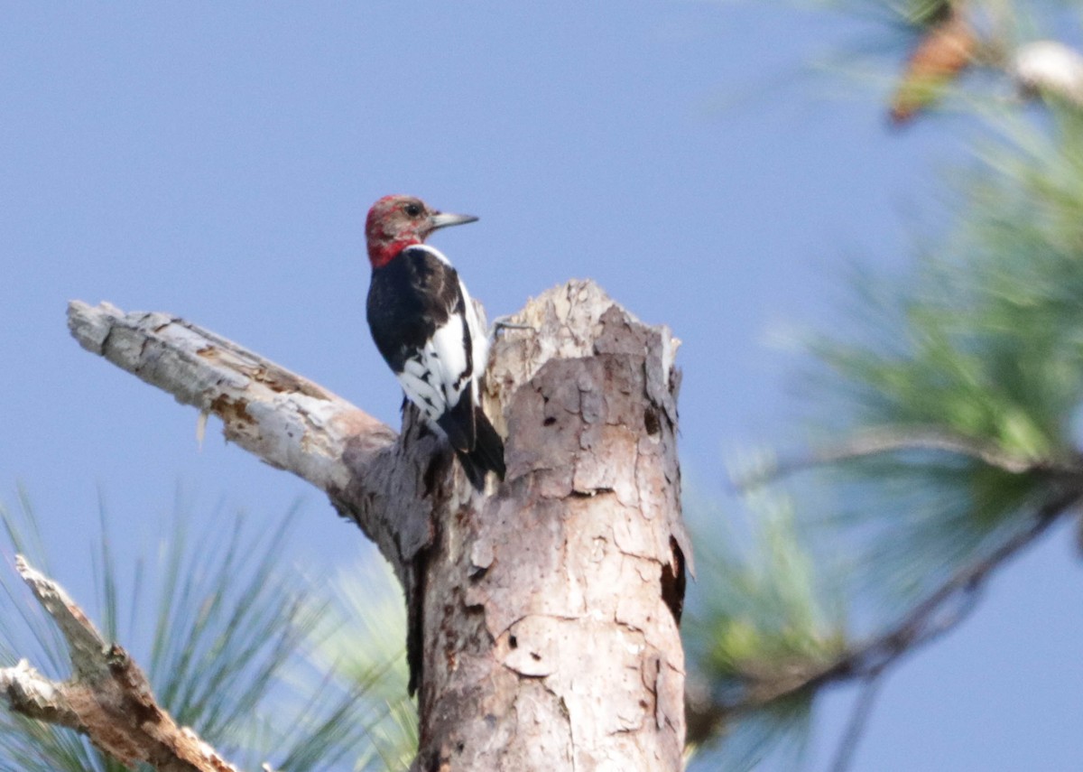 Red-headed Woodpecker - Mary Alice Tartler