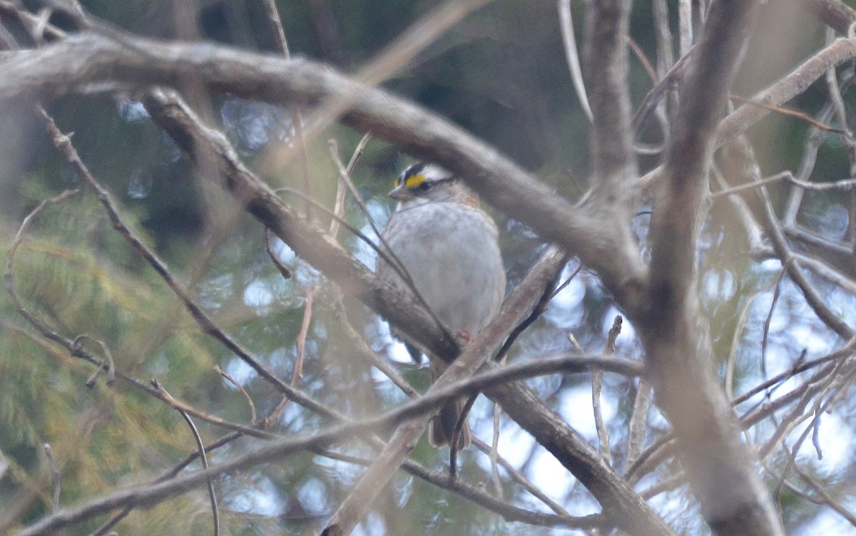 White-throated Sparrow - Ron Furnish