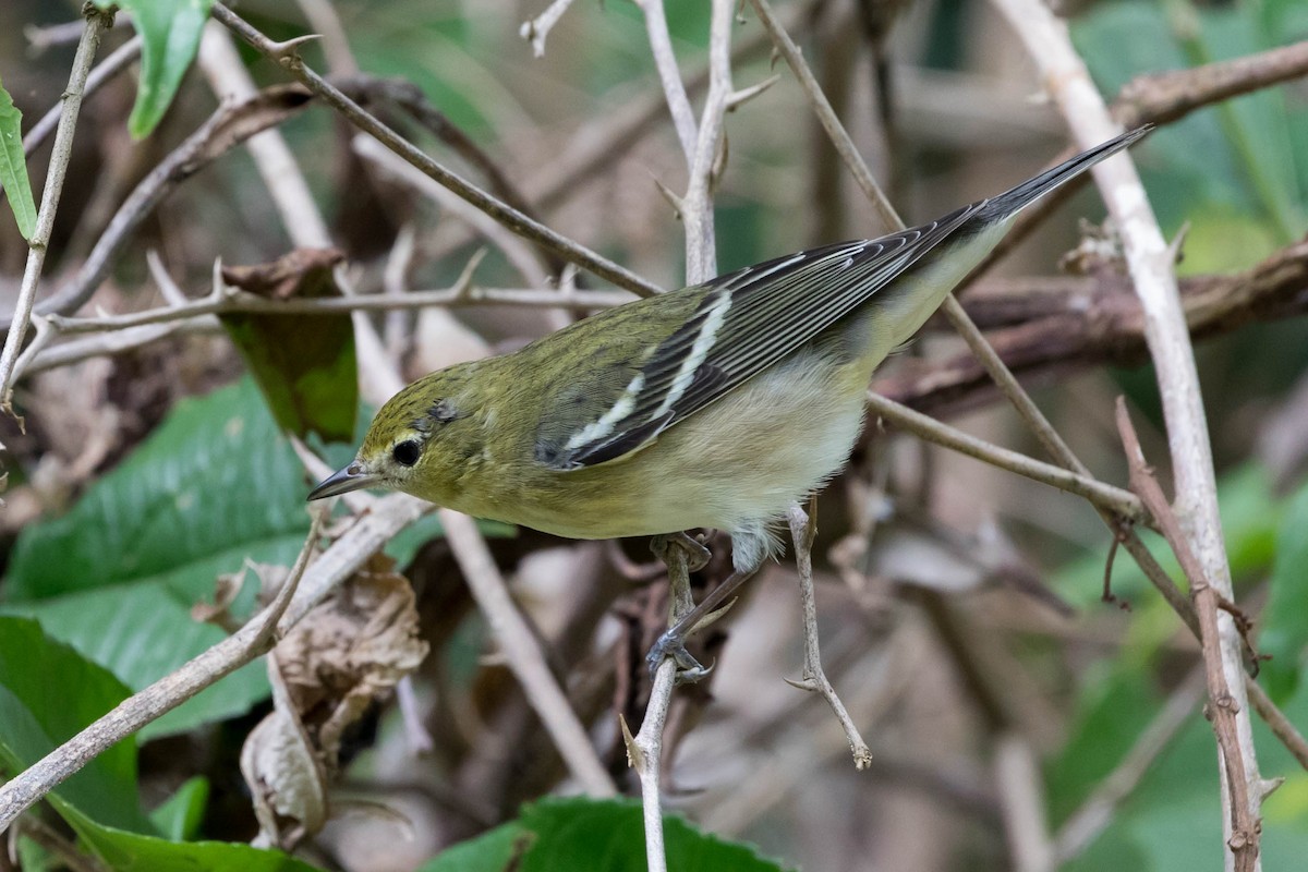 Bay-breasted Warbler - ML141967471