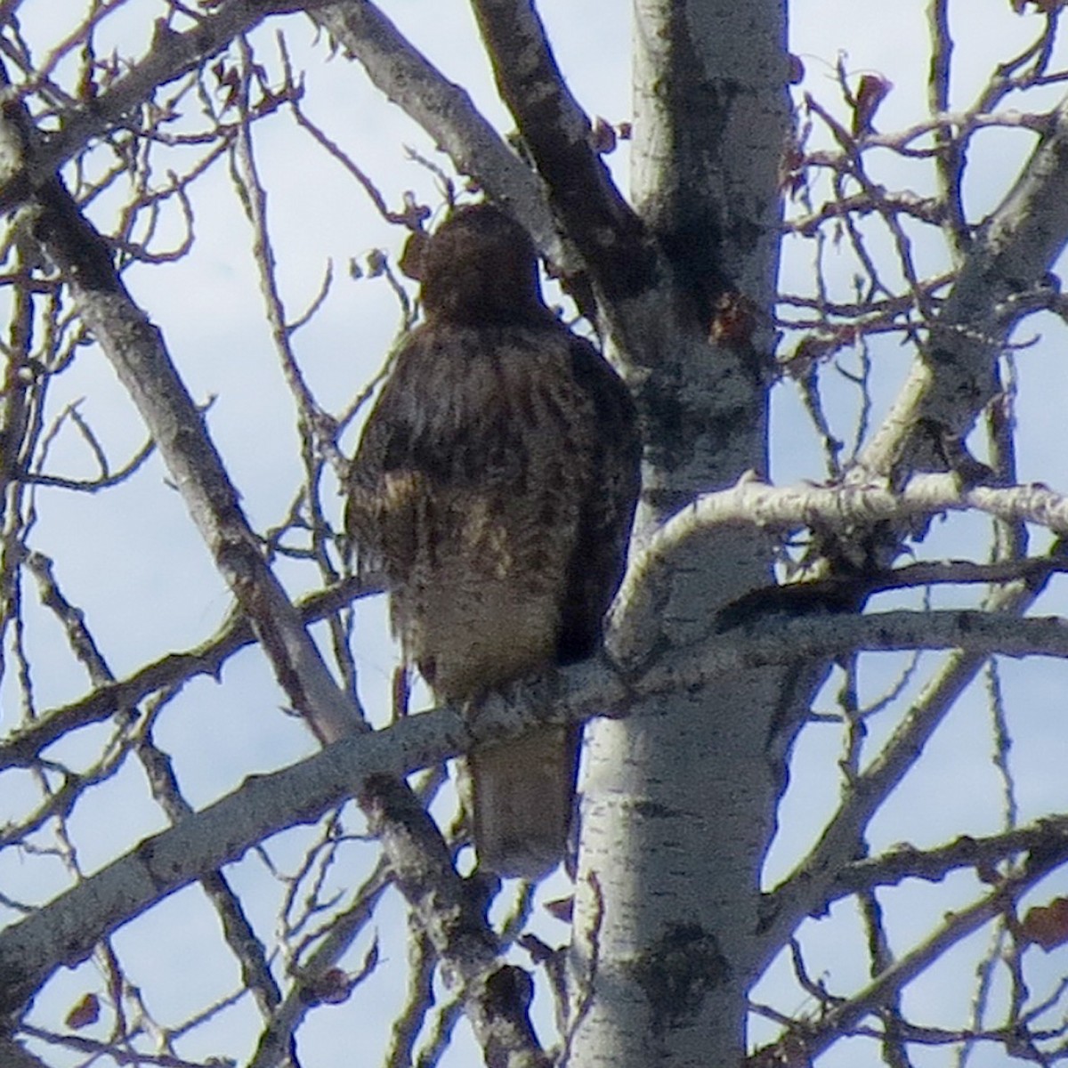 Red-tailed Hawk - ML141967681