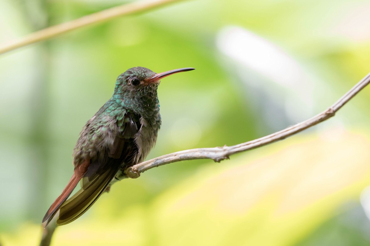 Rufous-tailed Hummingbird - ML141967741