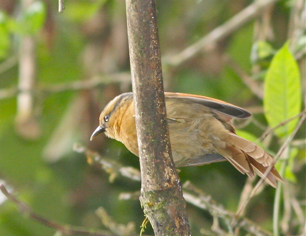Buff-fronted Foliage-gleaner - Don Roberson