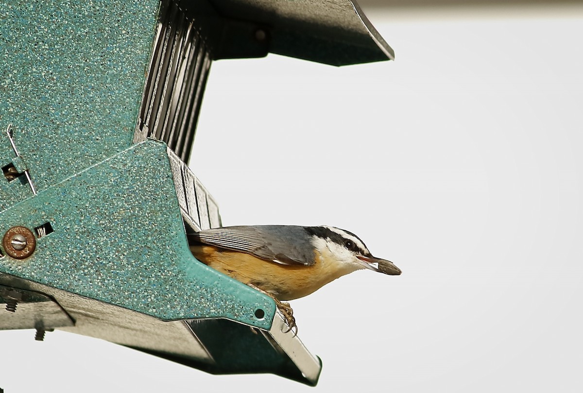 Red-breasted Nuthatch - Phillip Odum