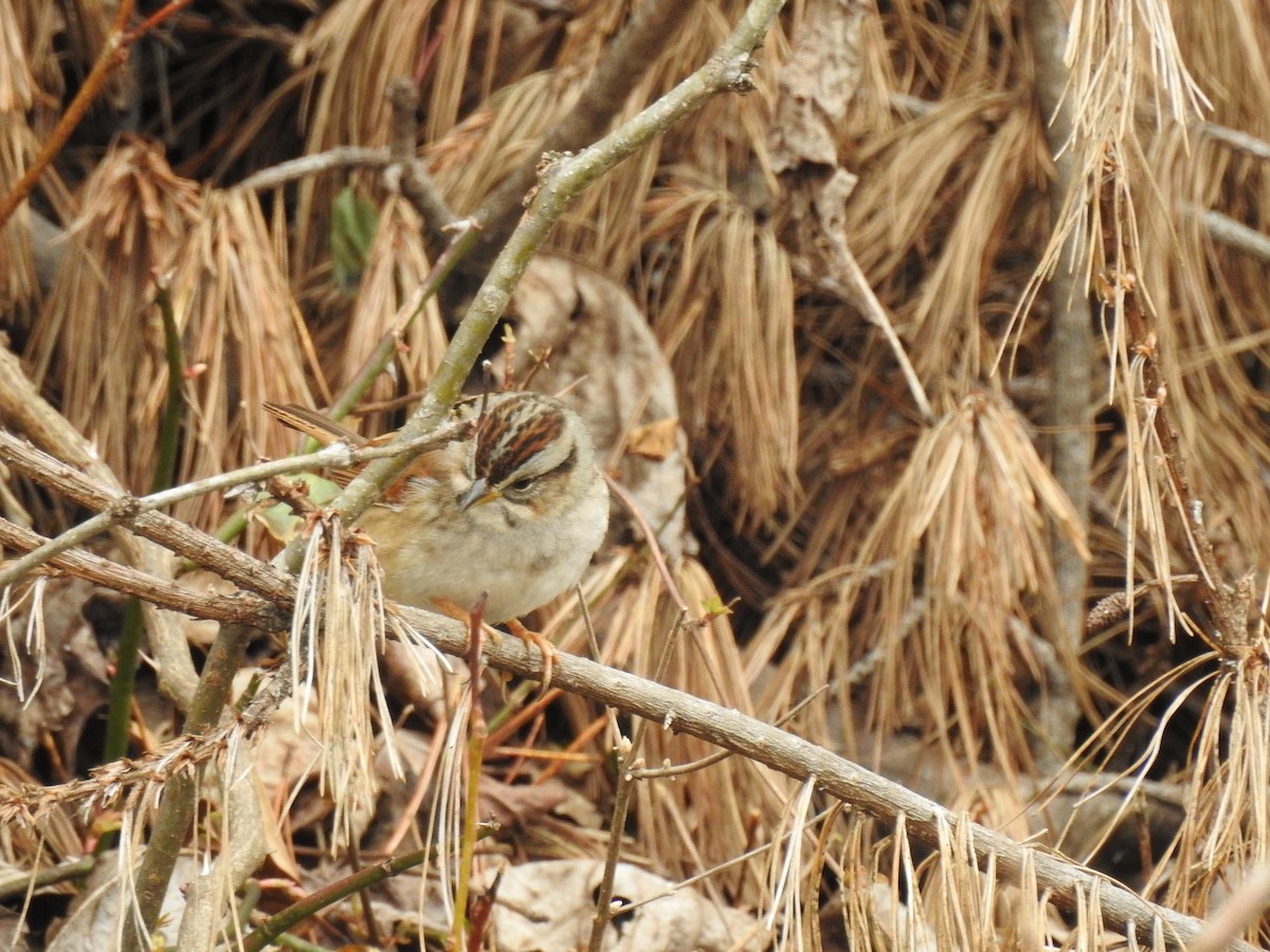 Swamp Sparrow - ML141968021