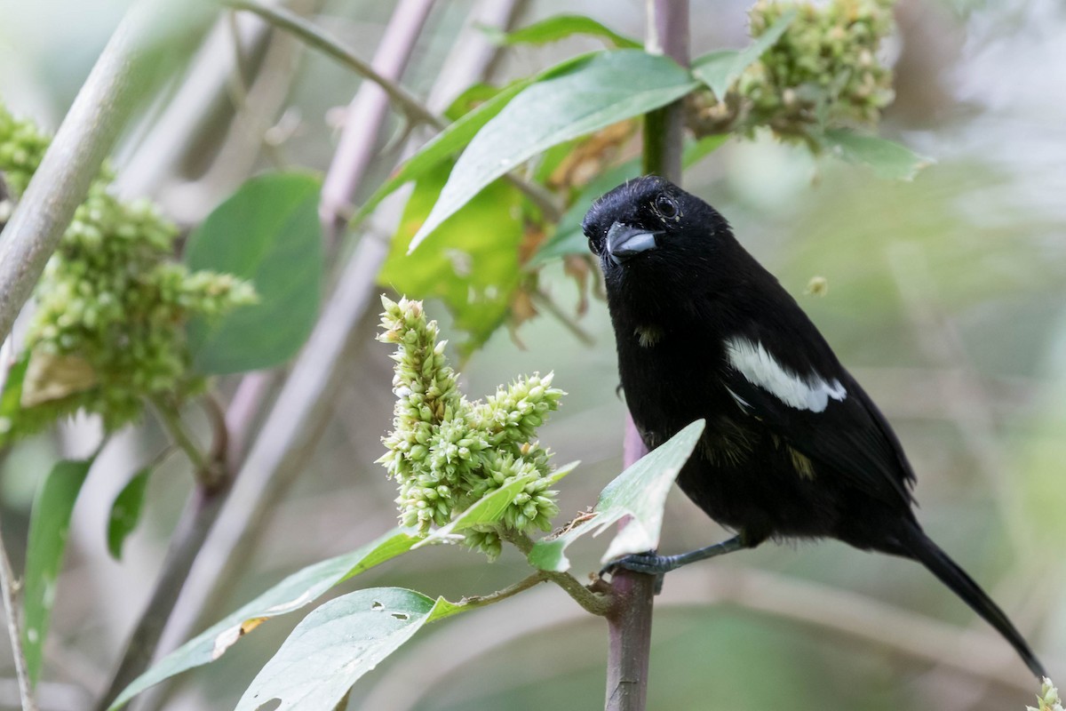 White-shouldered Tanager - ML141968301
