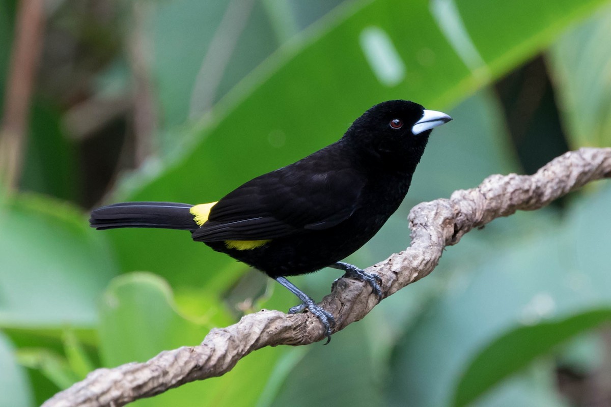 Flame-rumped Tanager - ML141968401