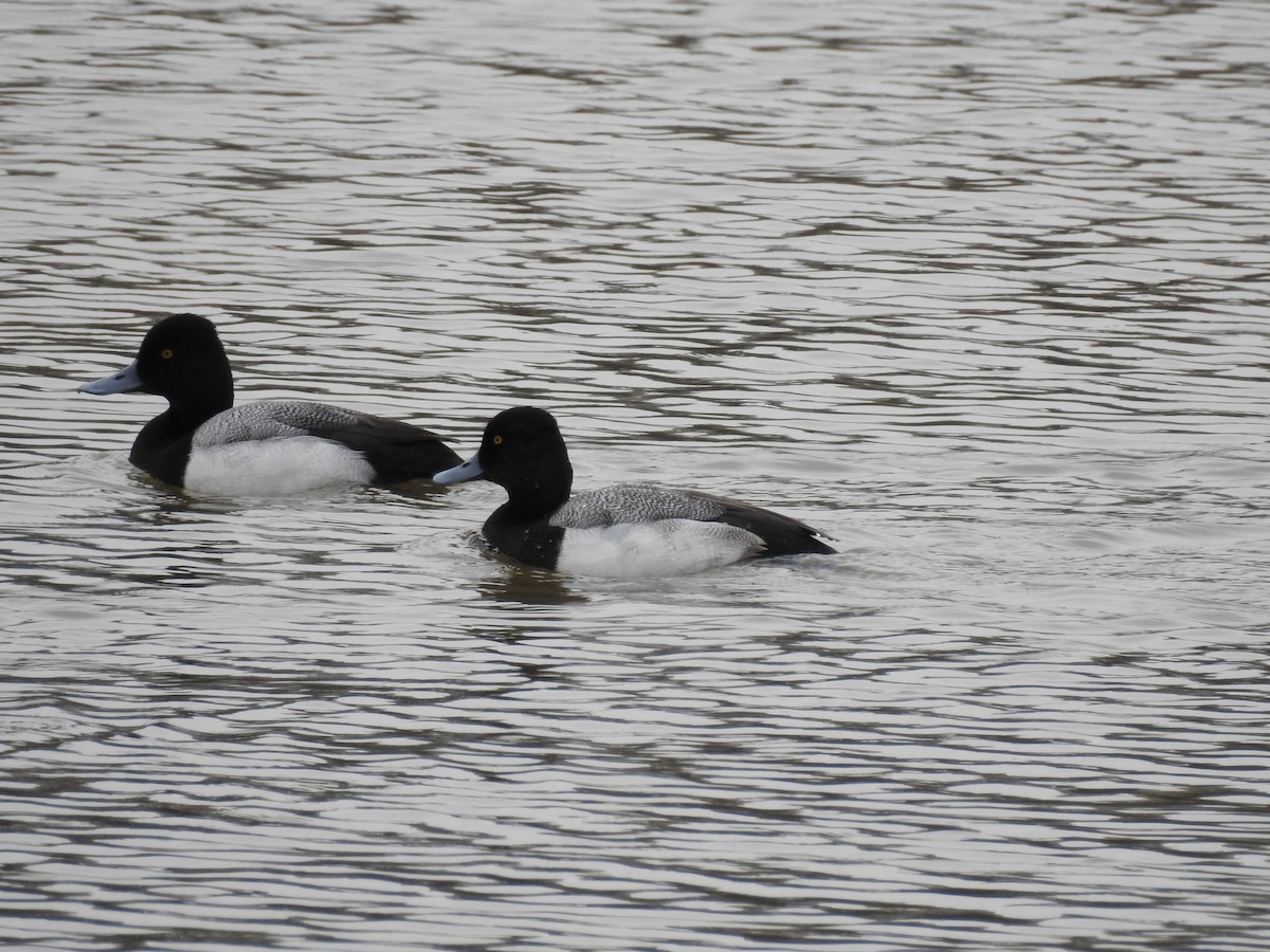 Greater/Lesser Scaup - ML141968491