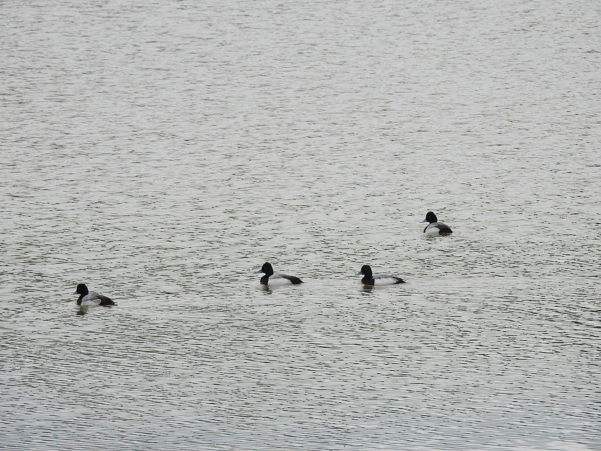 Greater/Lesser Scaup - ML141968501