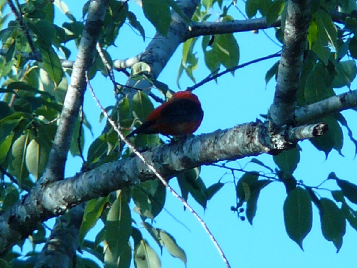 Scarlet Tanager - ML141968561